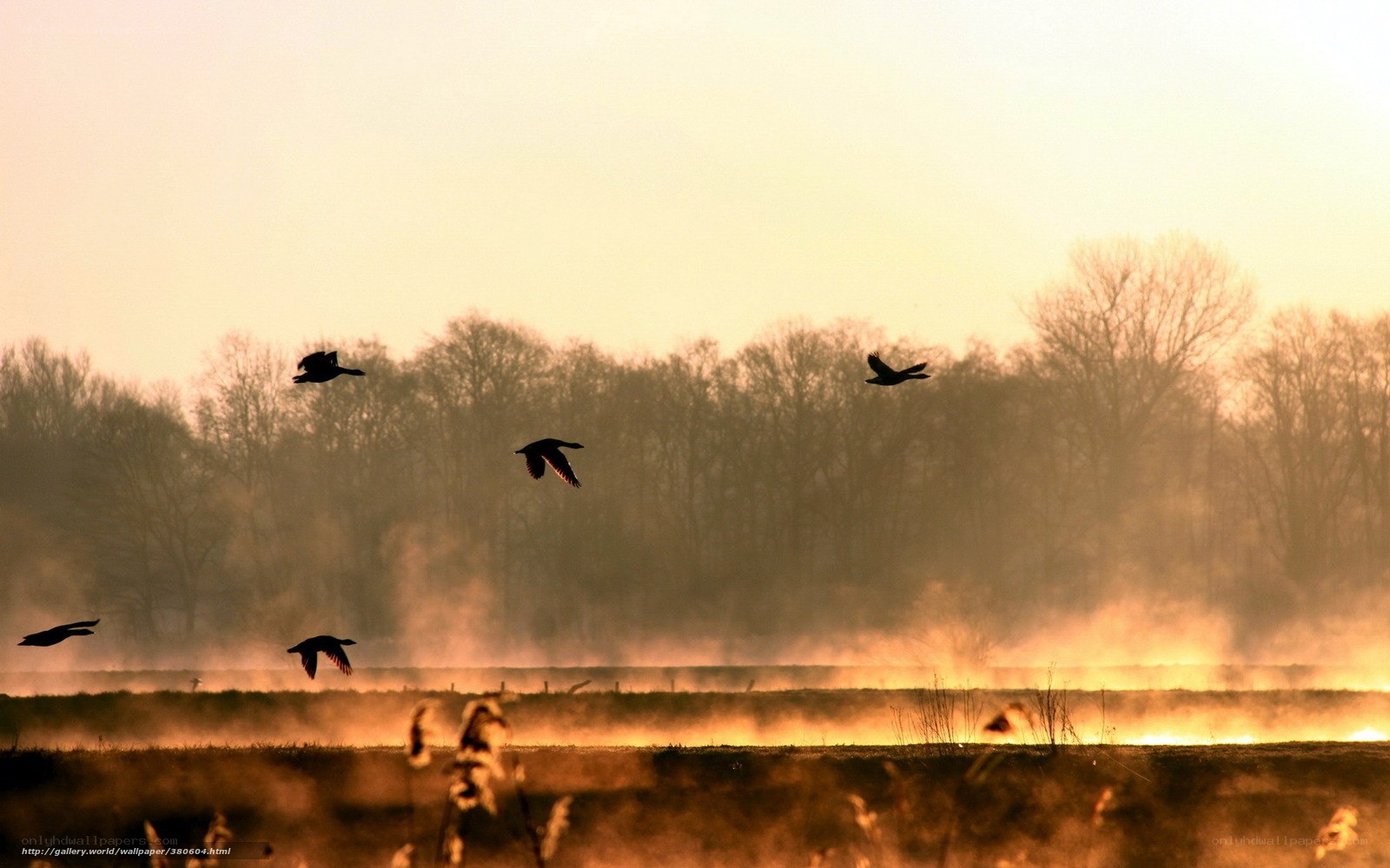 Birds flying at sunrise