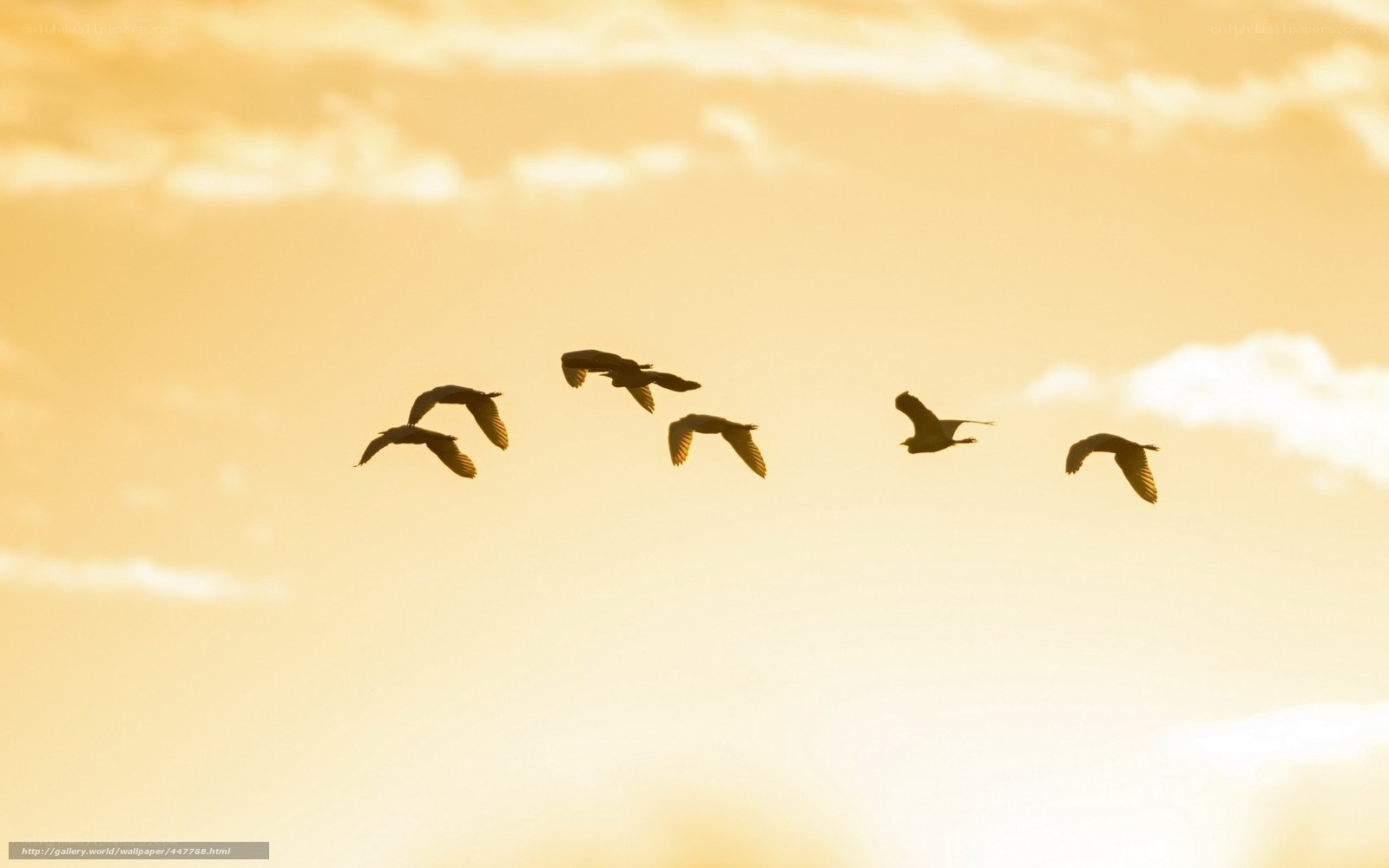 birds flying at sunset