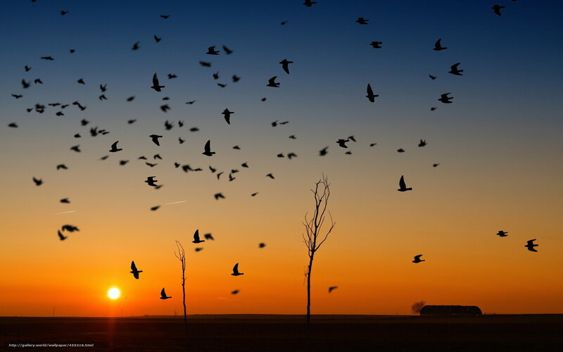 Birds flying at sunset