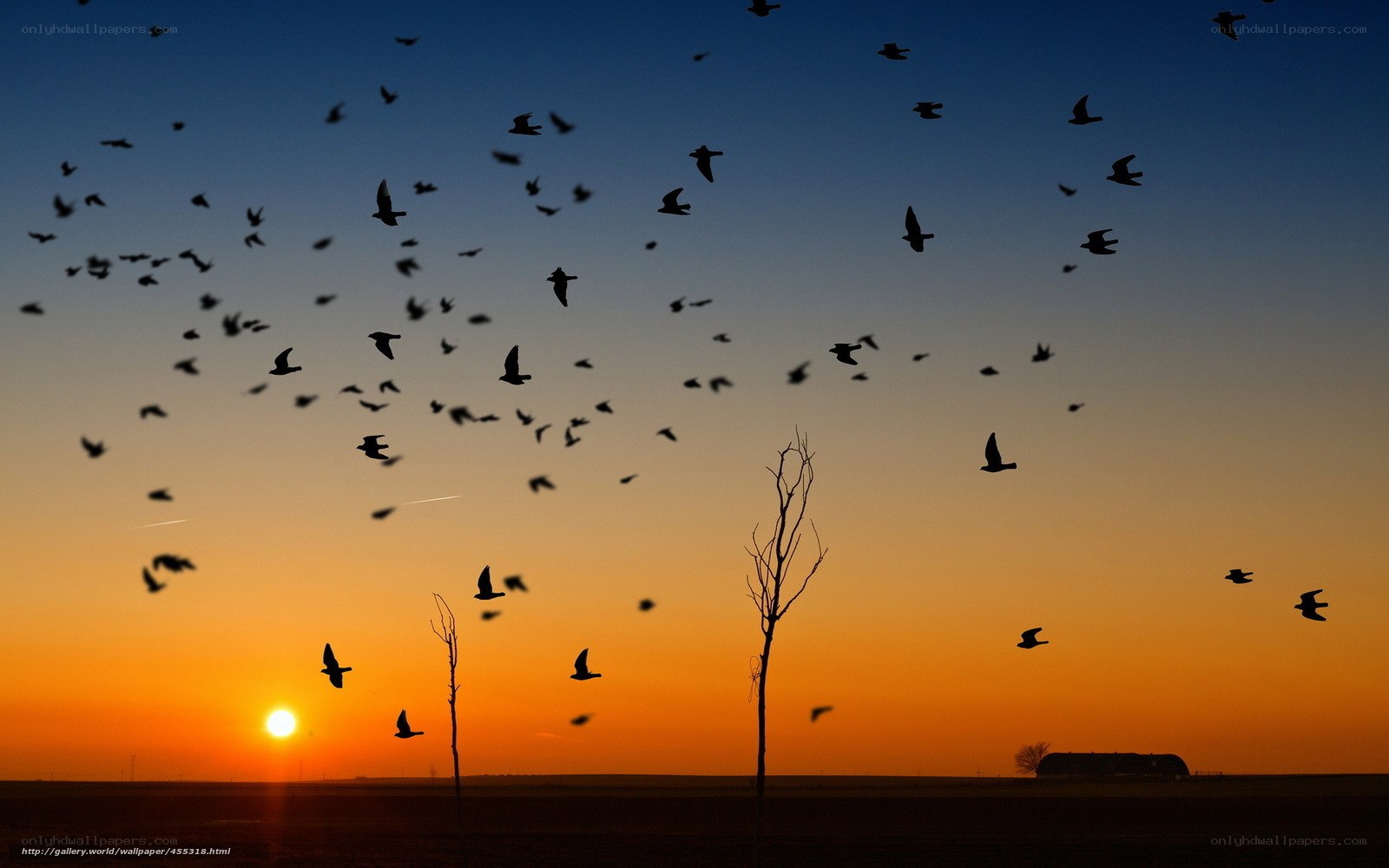 Birds flying at sunset