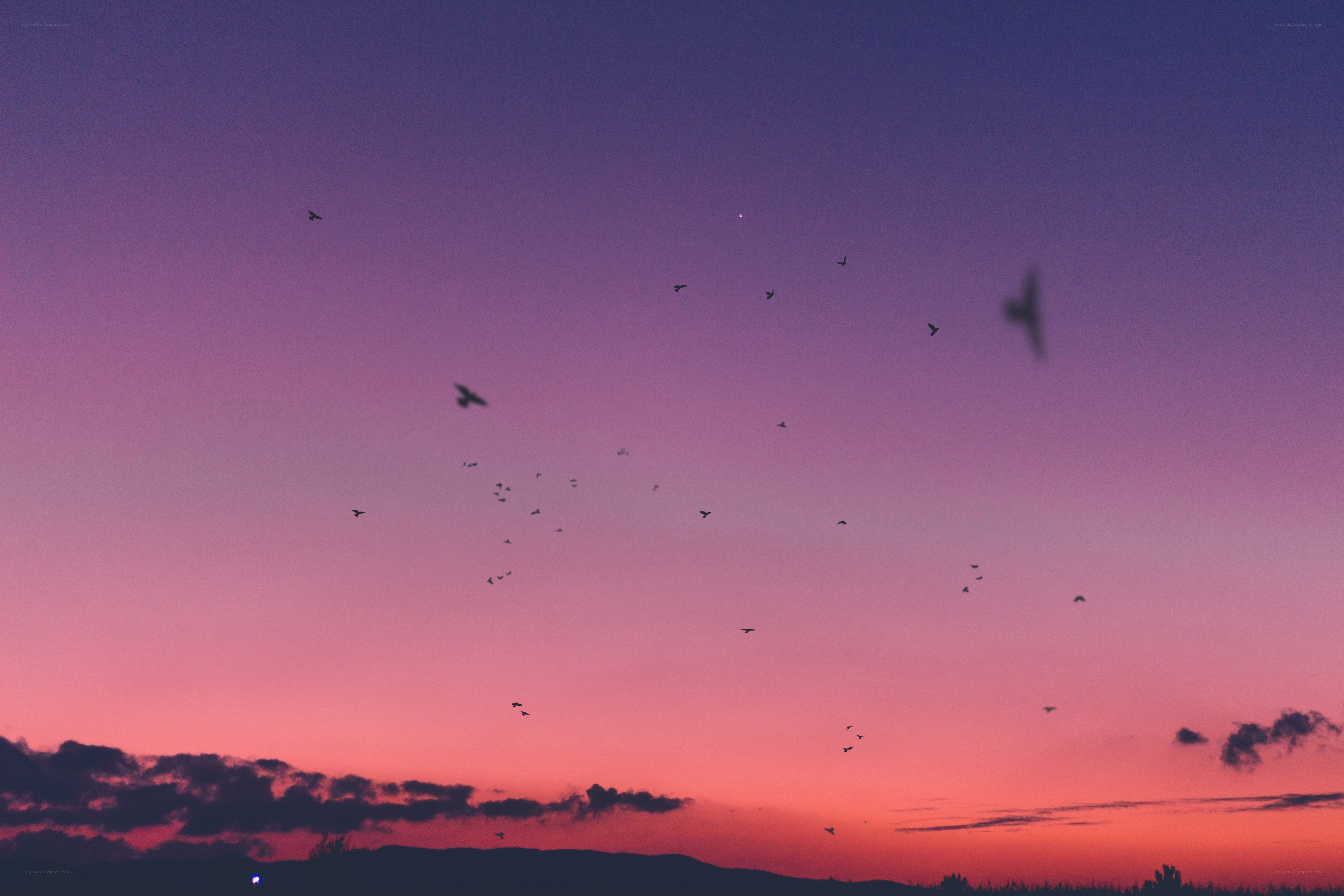 birds flying at sunset