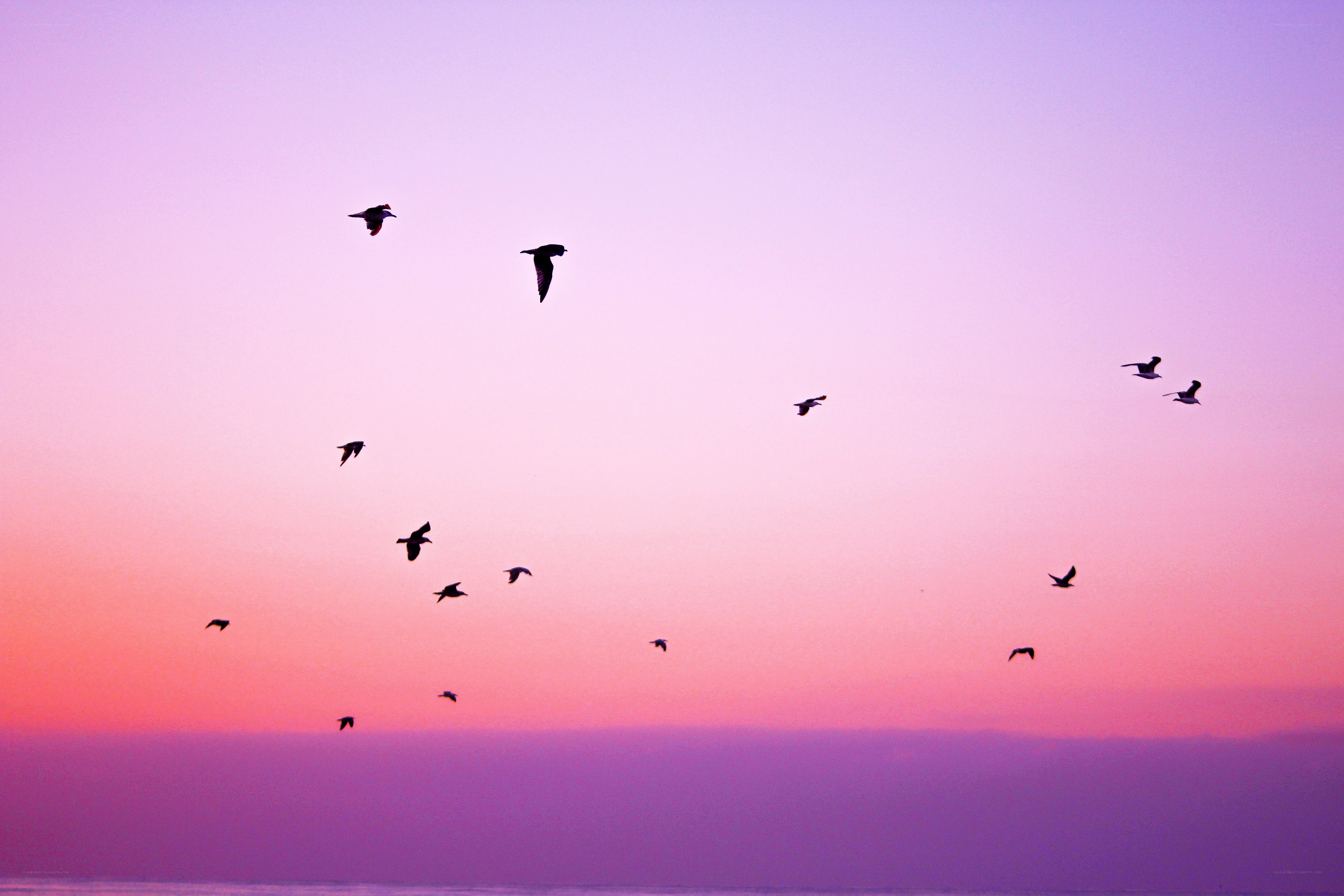 birds flying at sunset