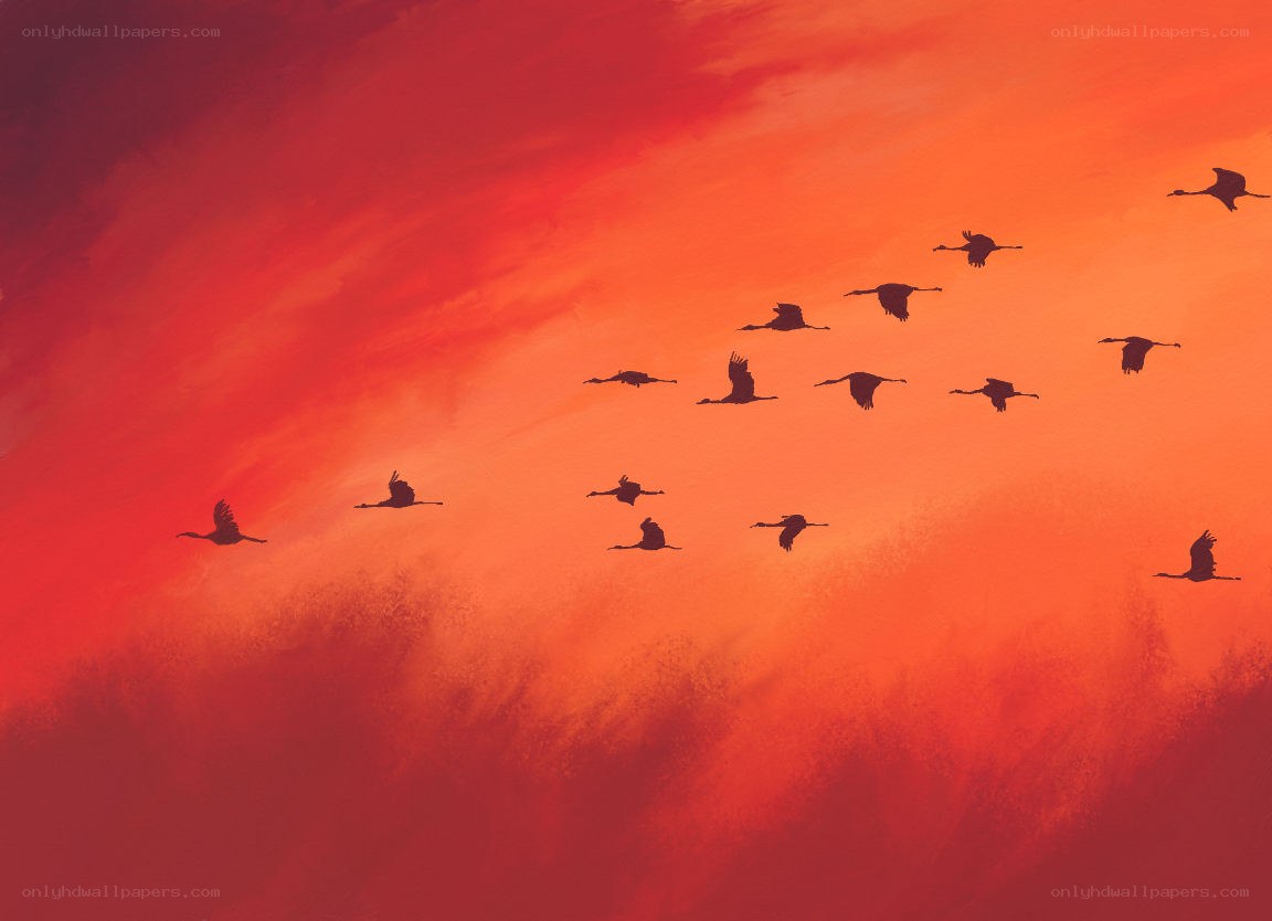 Birds flying at sunset