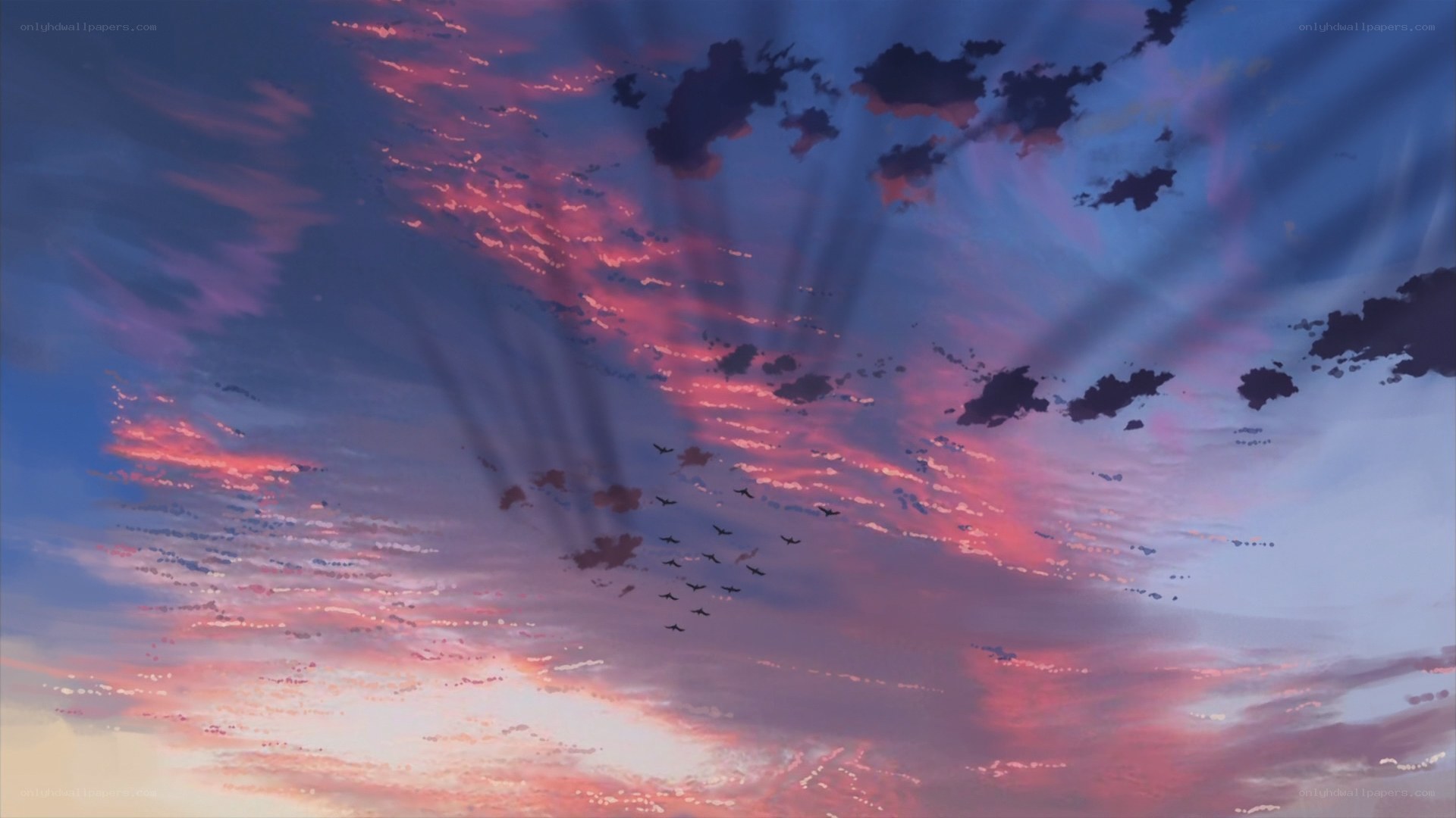 birds flying at sunset