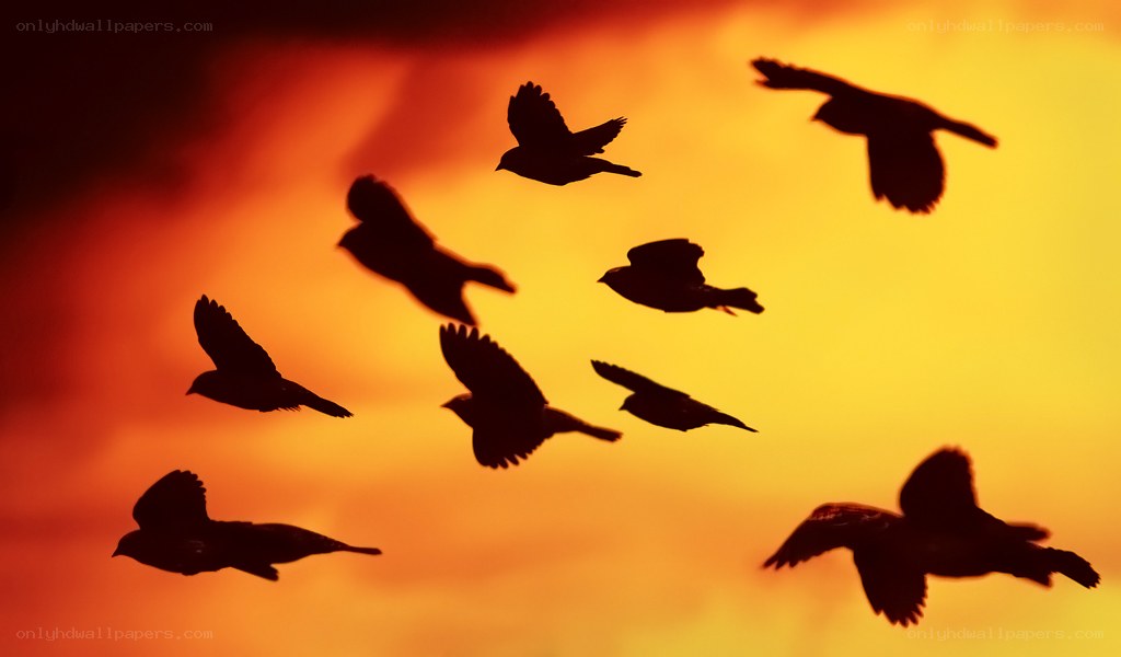 birds flying at sunset