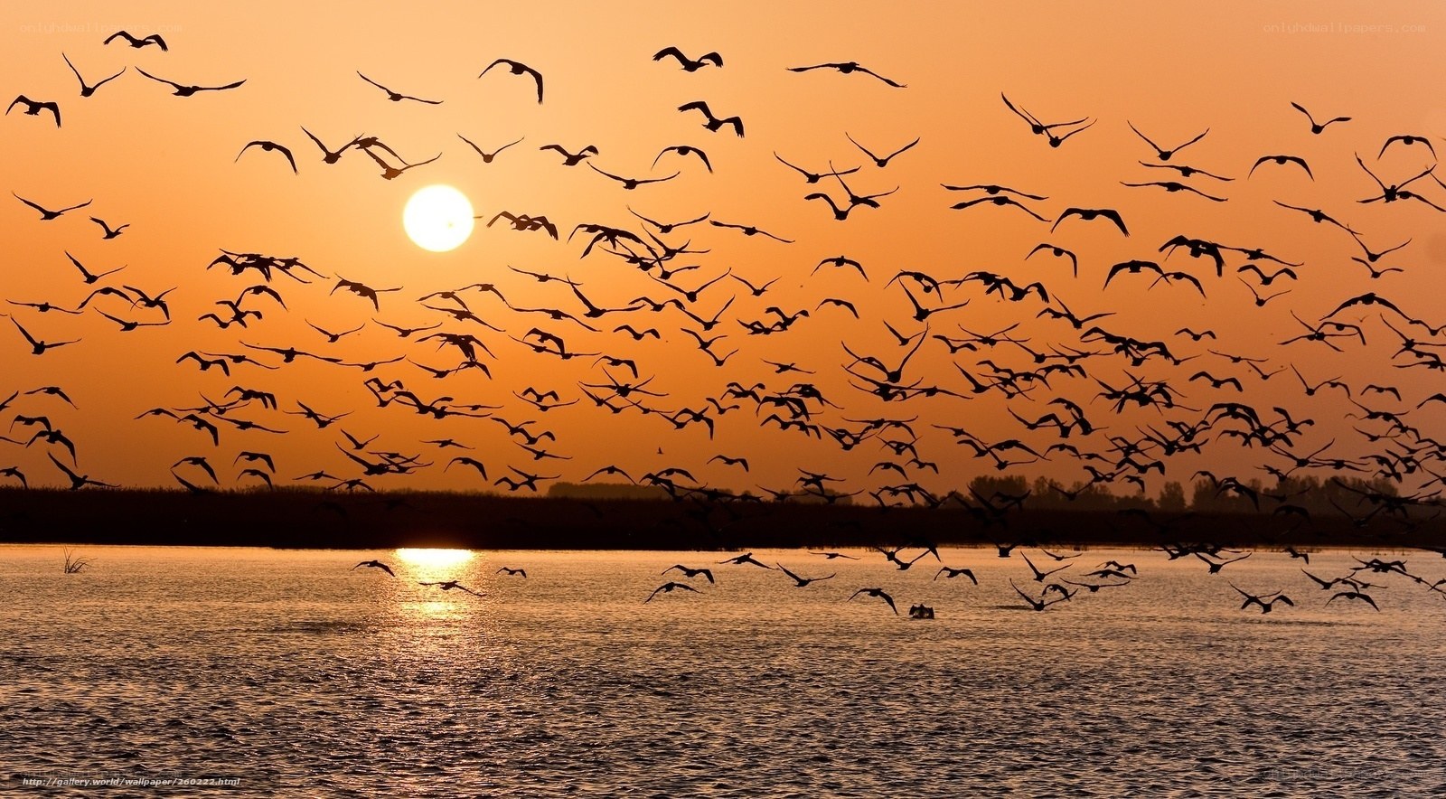 Birds flying at sunset