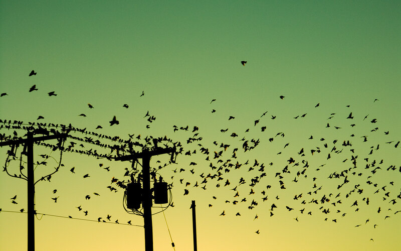 Birds flying at sunset