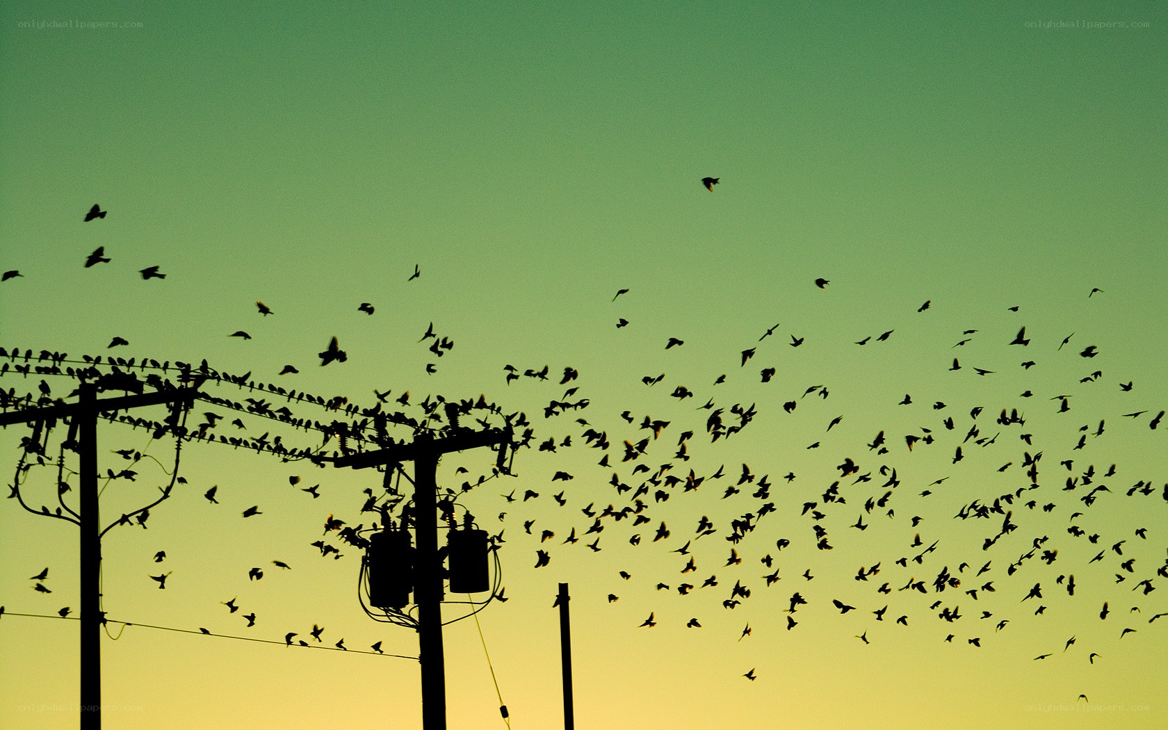 Birds flying at sunset