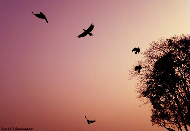 Birds flying at sunset