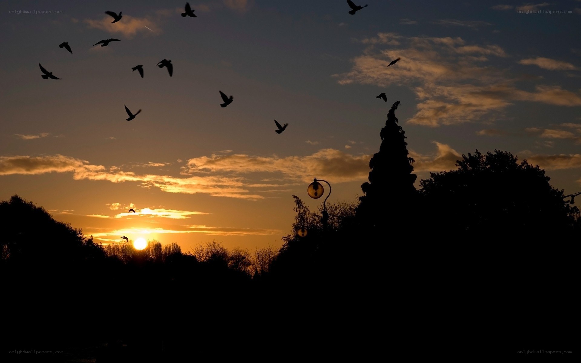 Birds flying at sunset