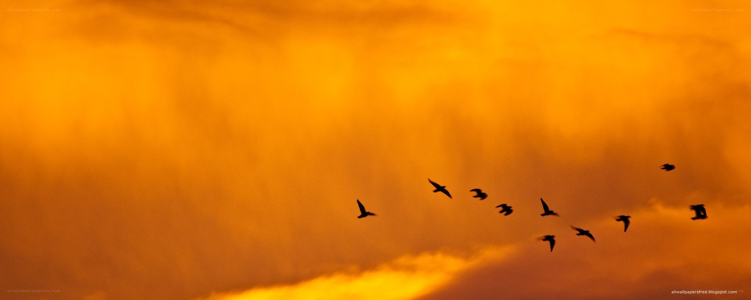 birds flying at sunset