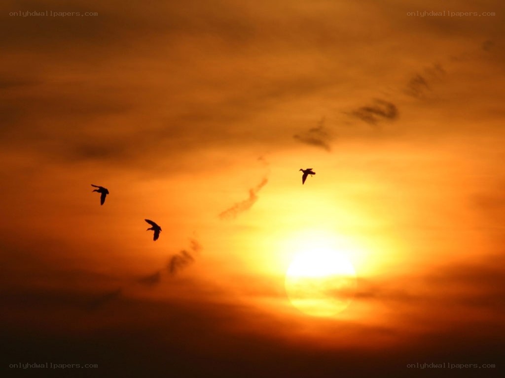 birds flying at sunset