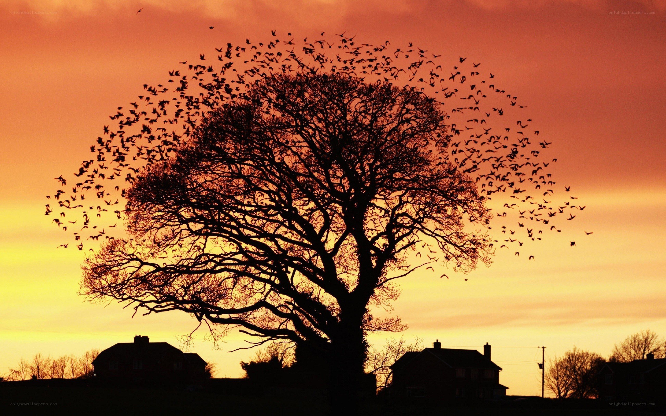 Birds flying at sunset