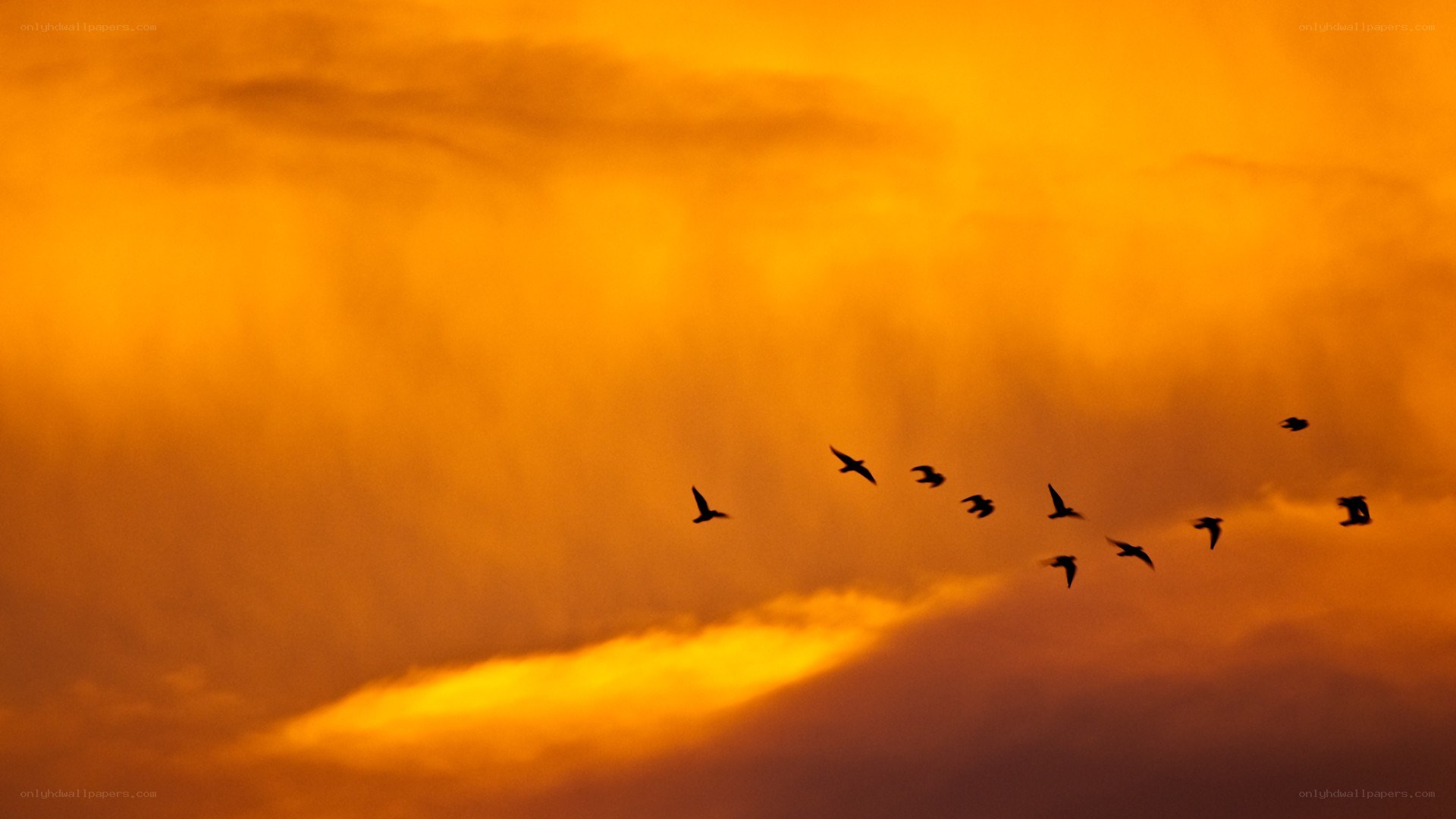 birds flying at sunset