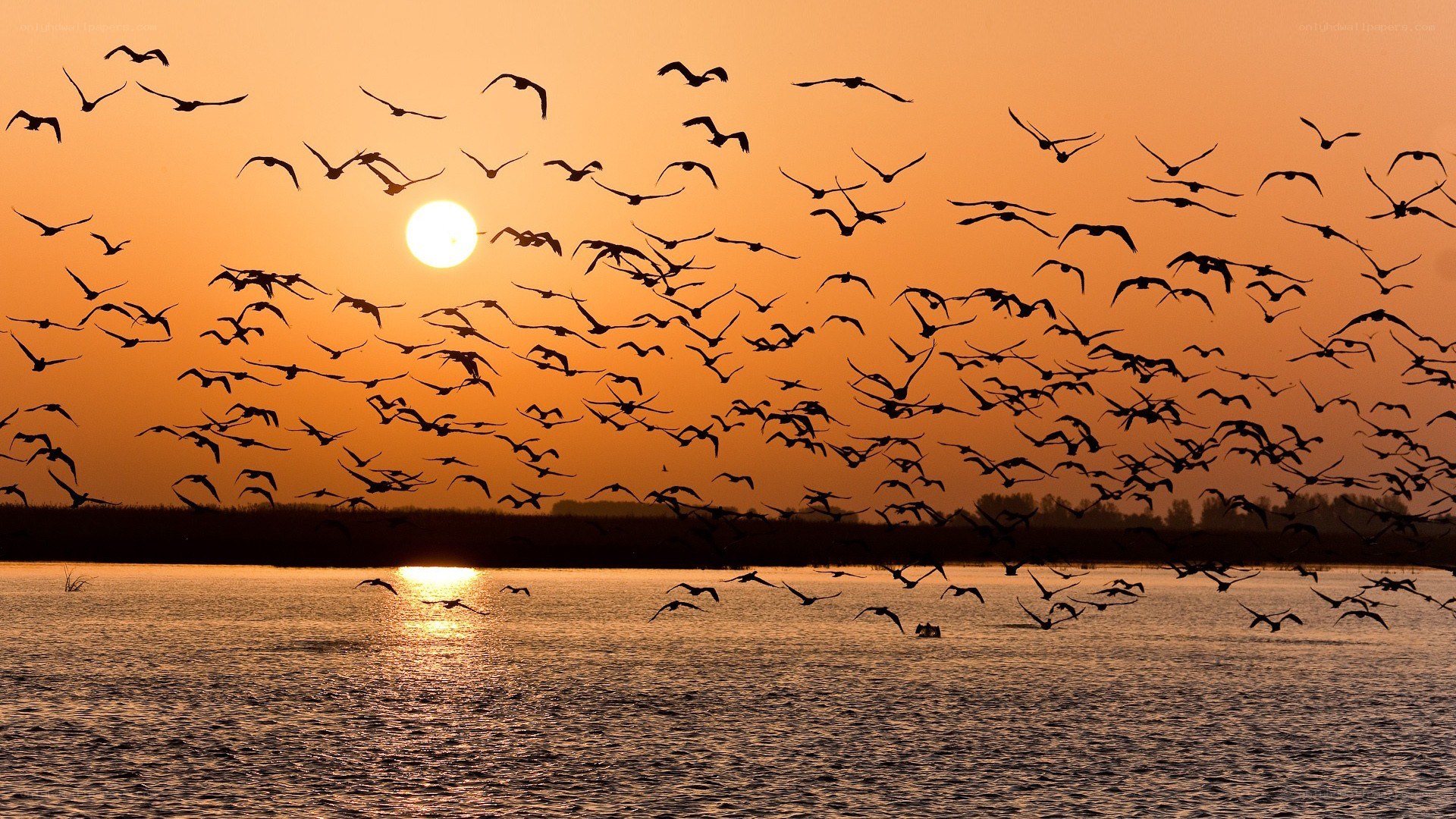 Birds flying at sunset