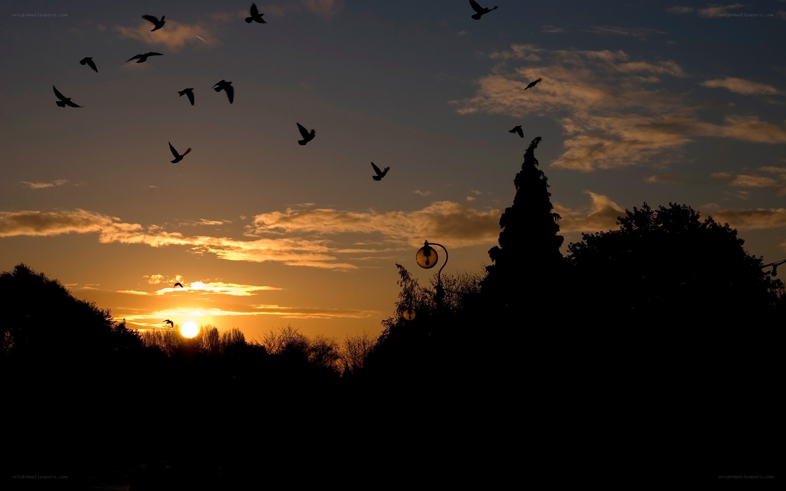 Birds flying at sunset
