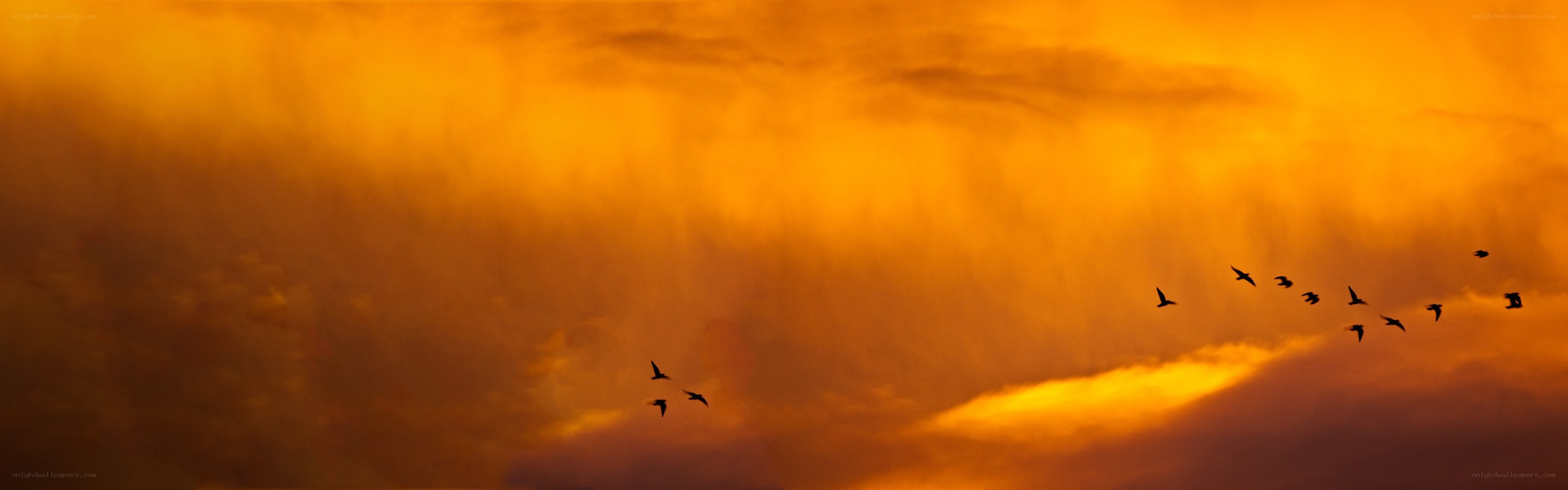 birds flying at sunset