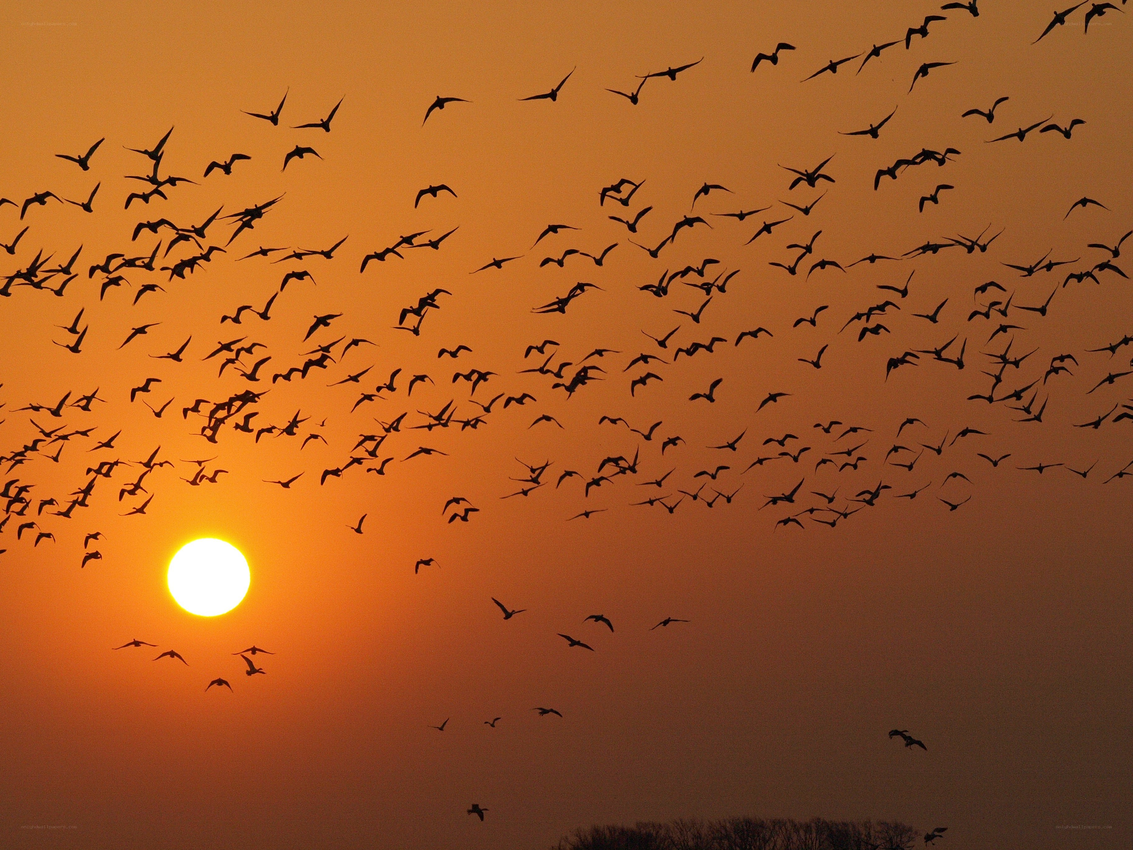 Birds flying at sunset