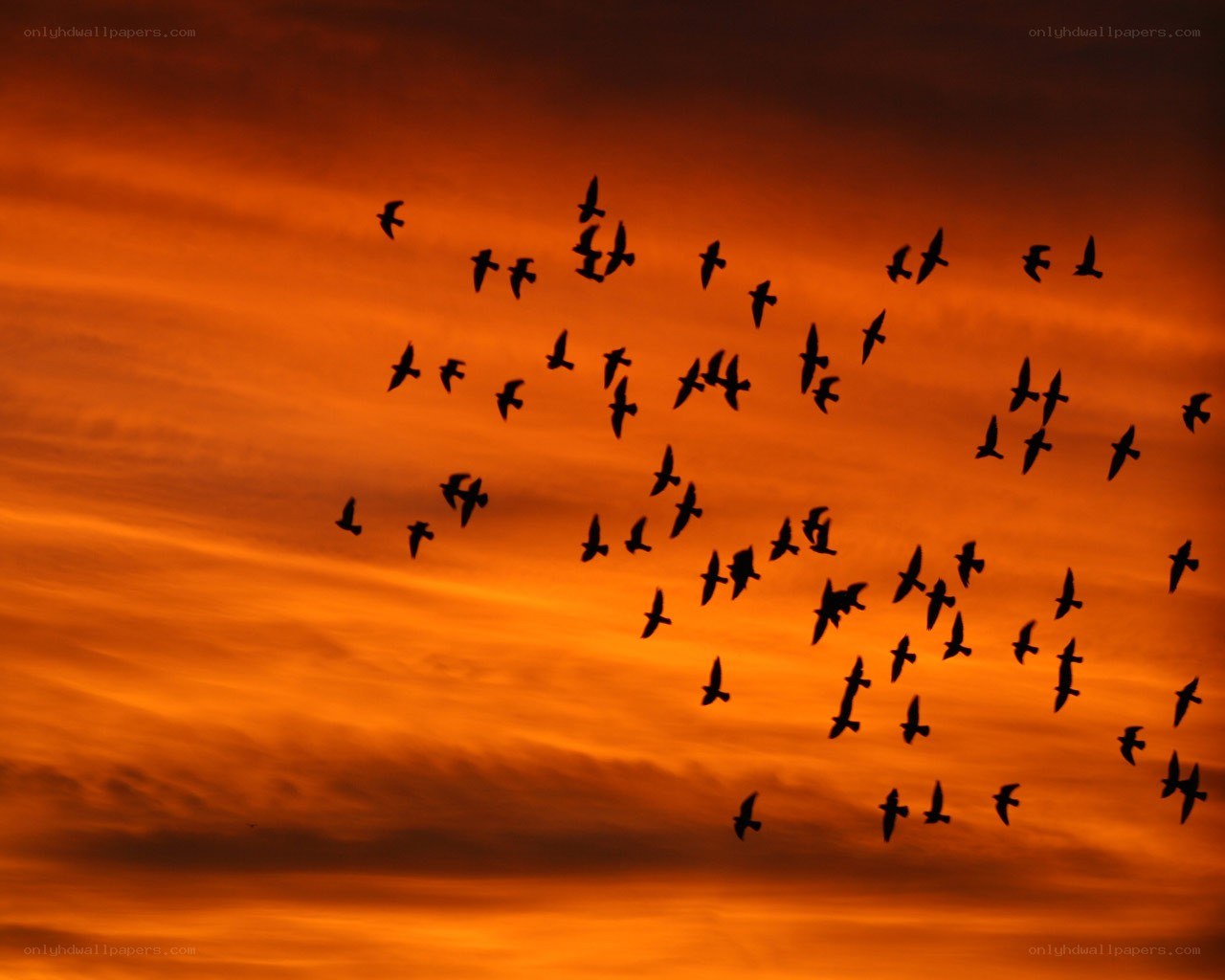 birds flying at sunset