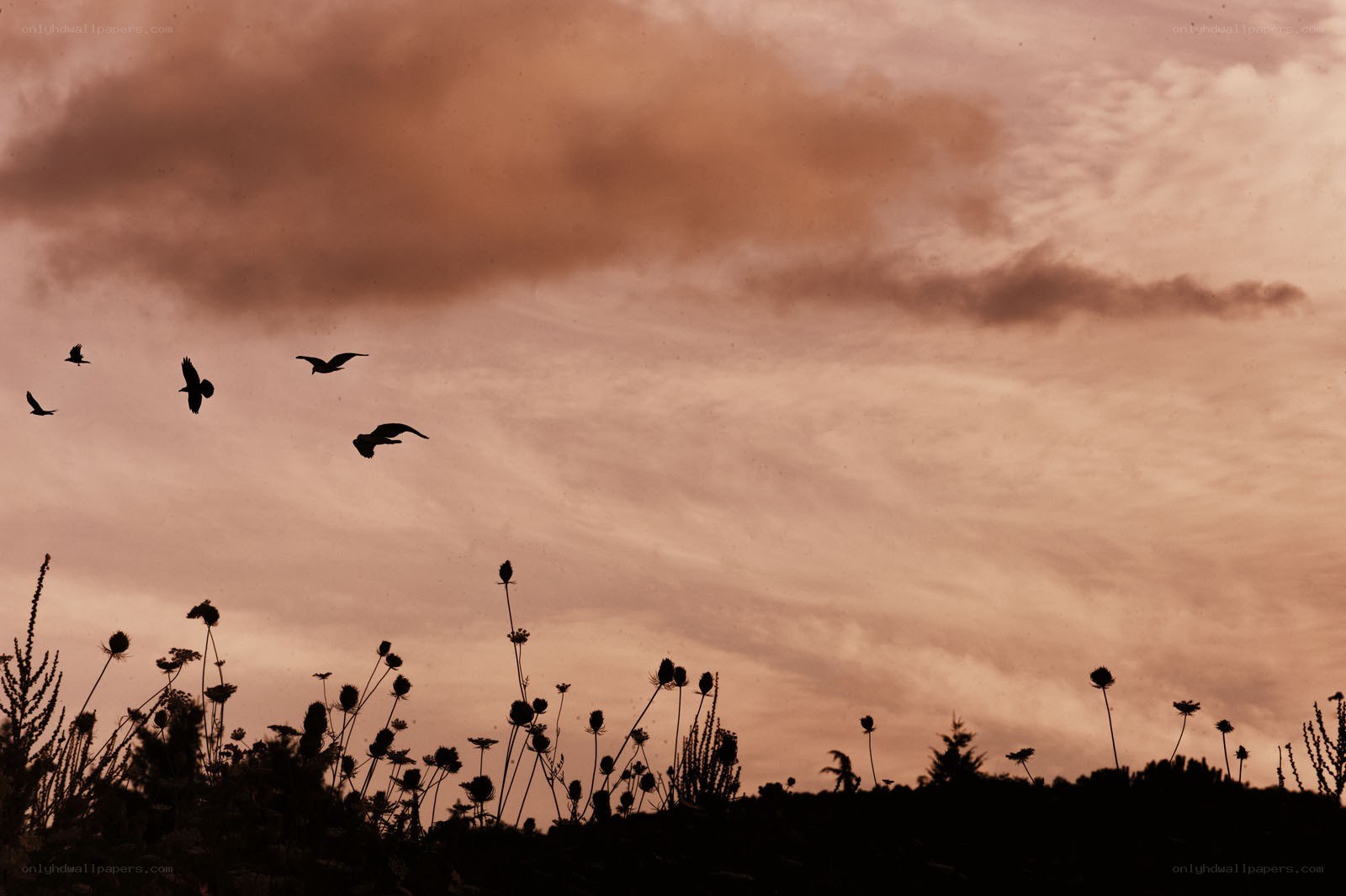birds flying at sunset