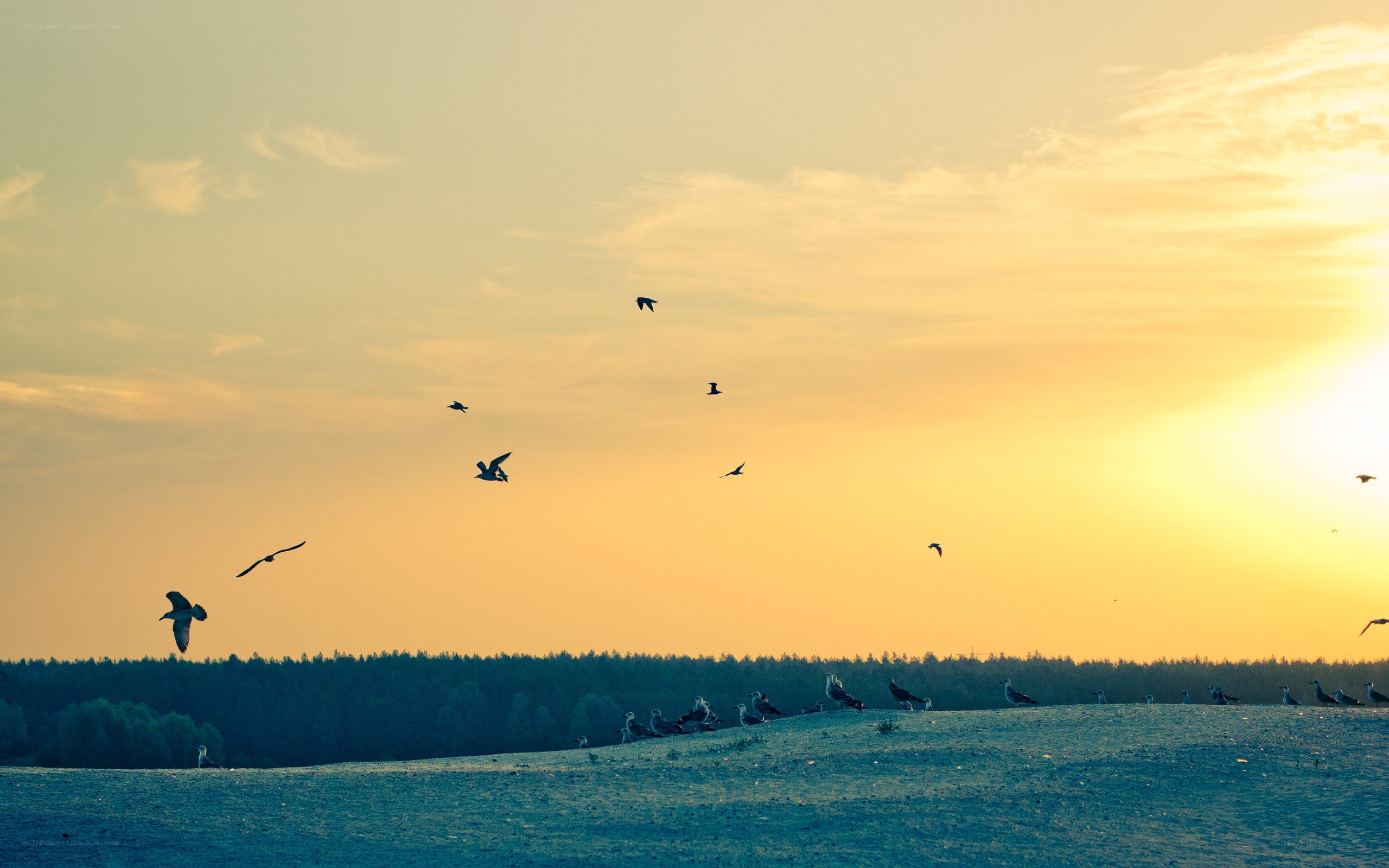 Birds flying at sunset
