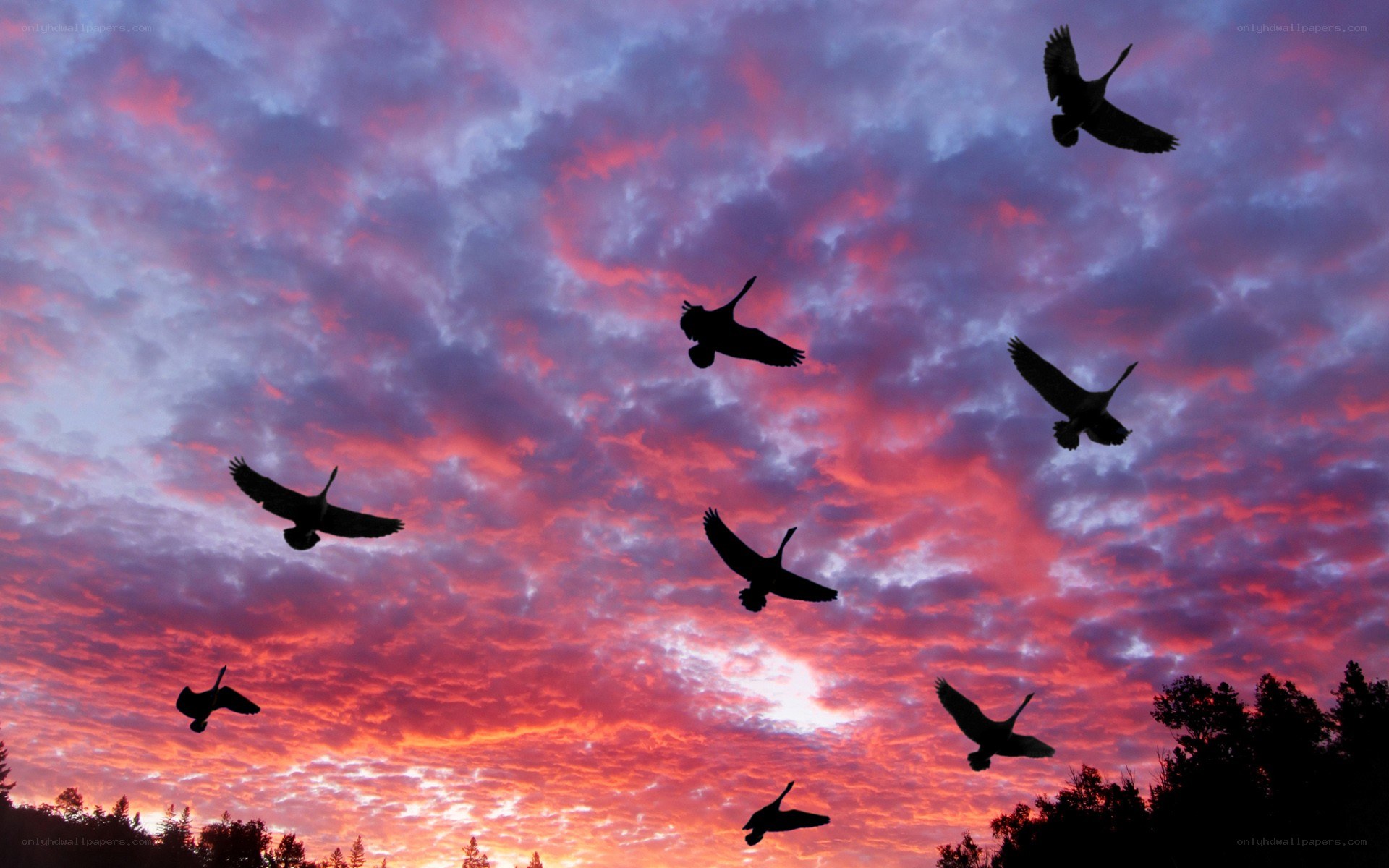 Birds flying at sunset