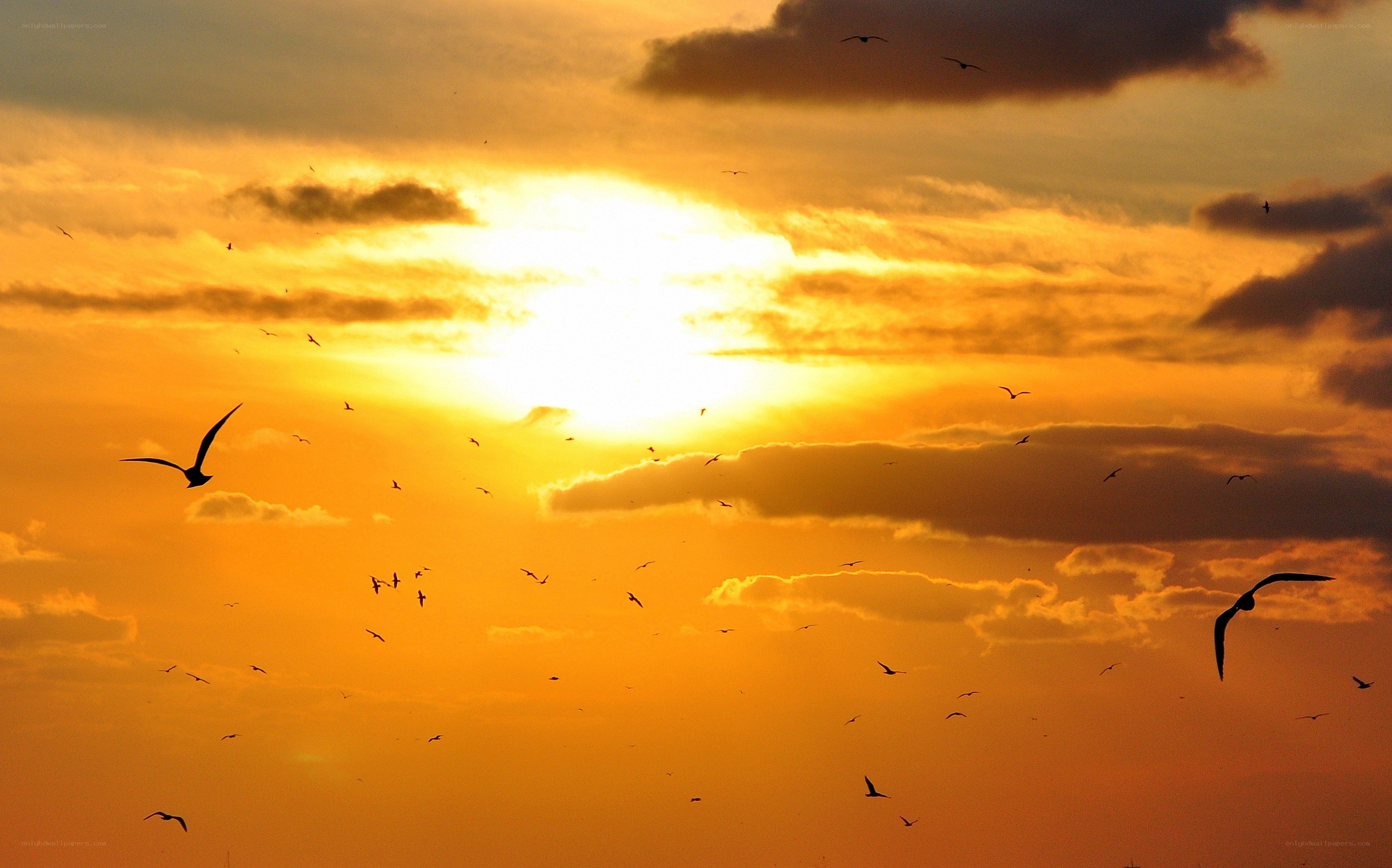 Birds flying at sunset