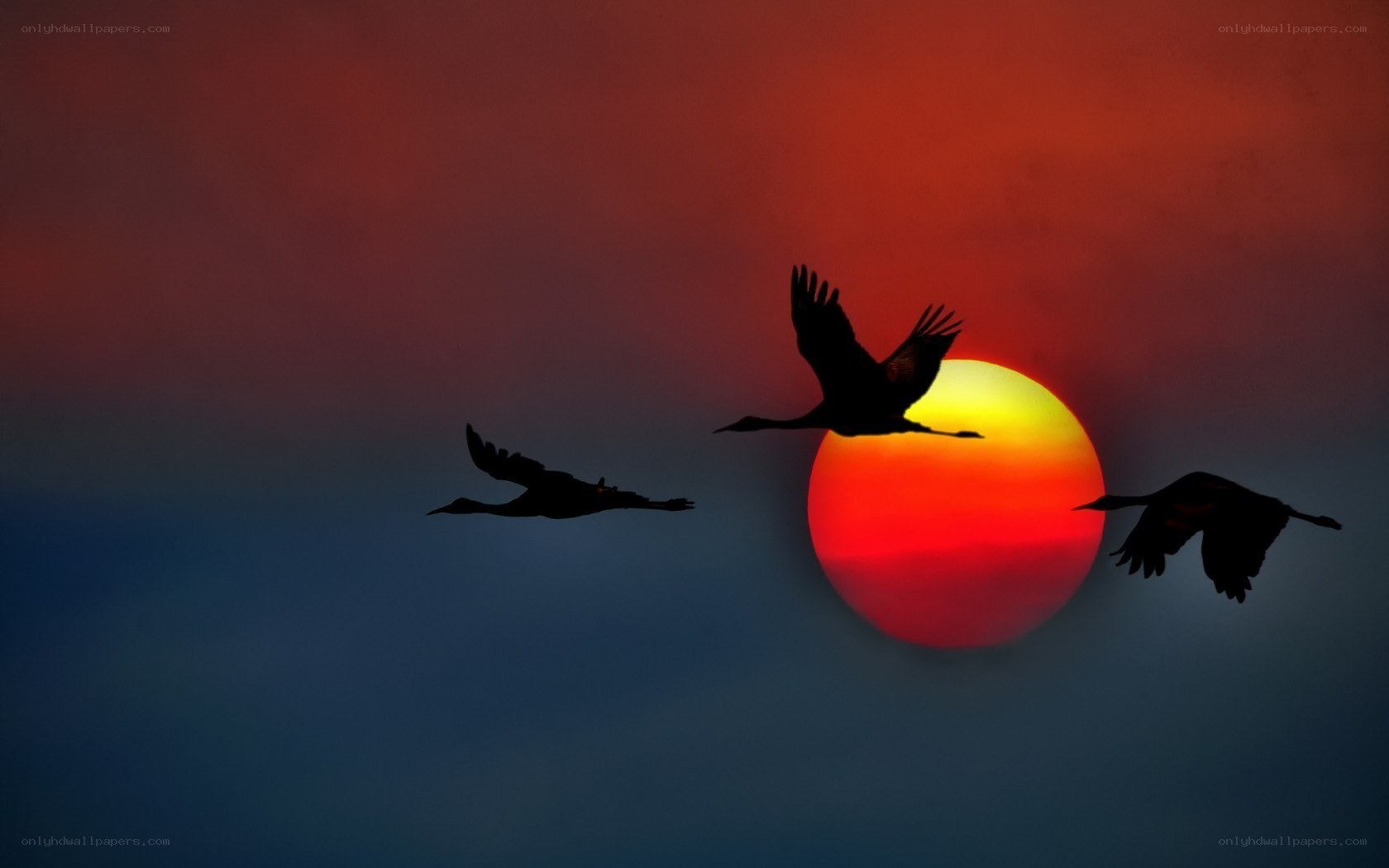 Birds flying at sunset