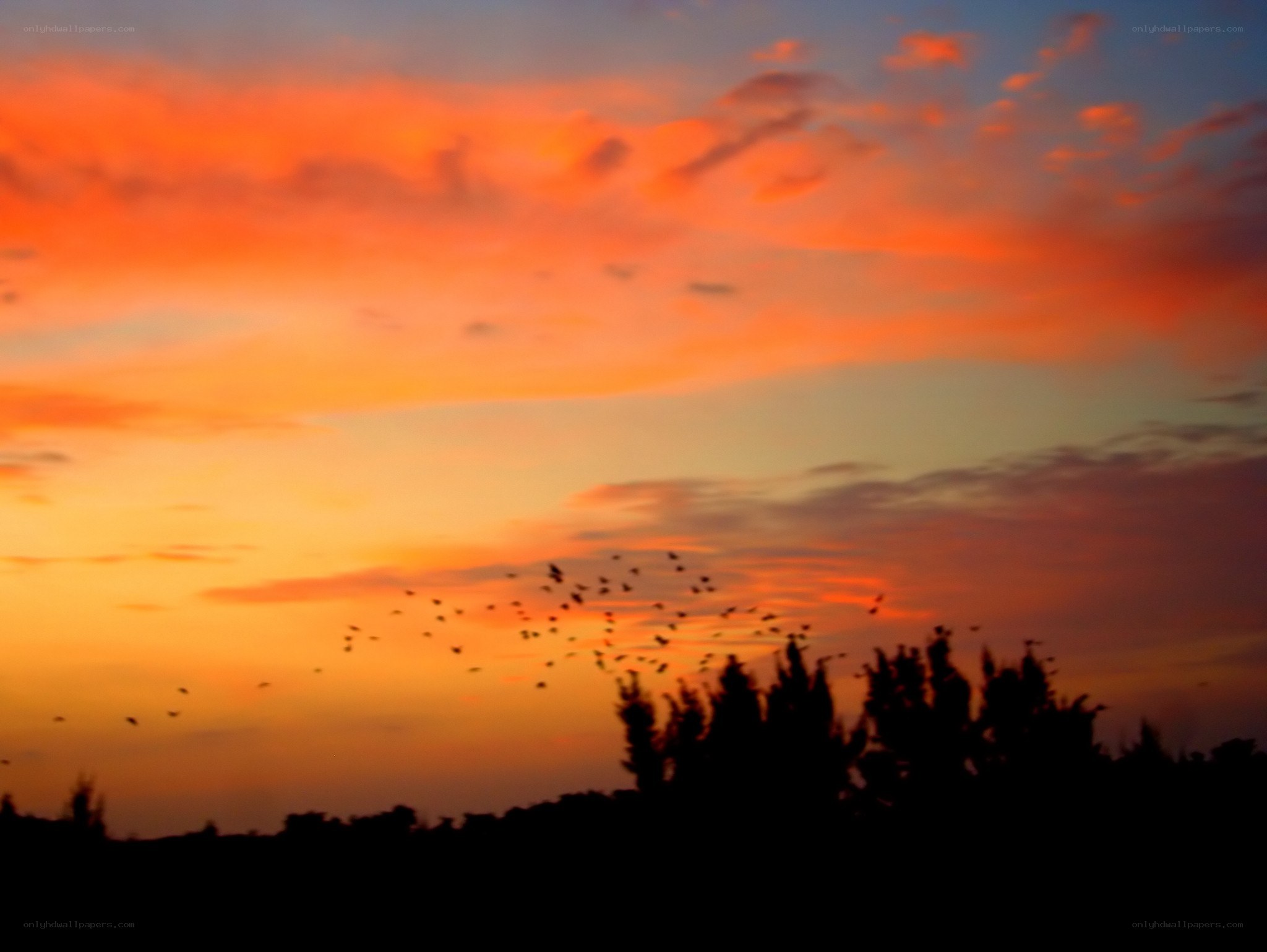 Birds flying at sunset