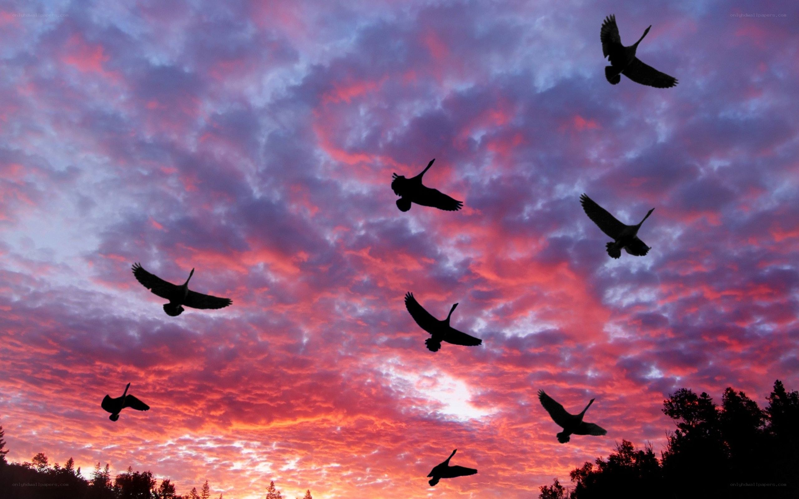 birds flying at sunset