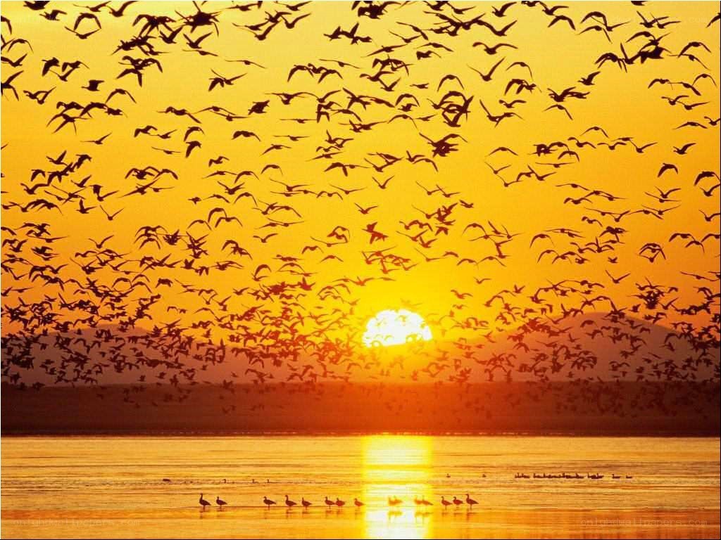 Birds flying at sunset