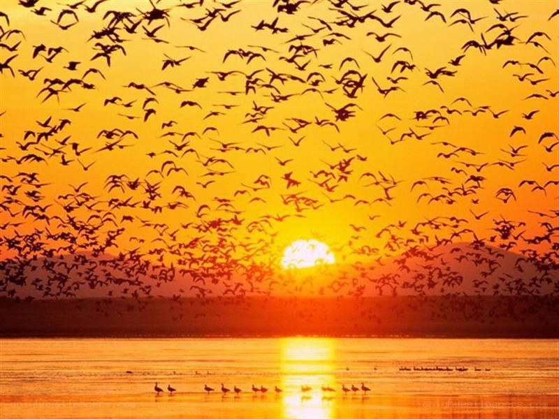 Birds flying at sunset