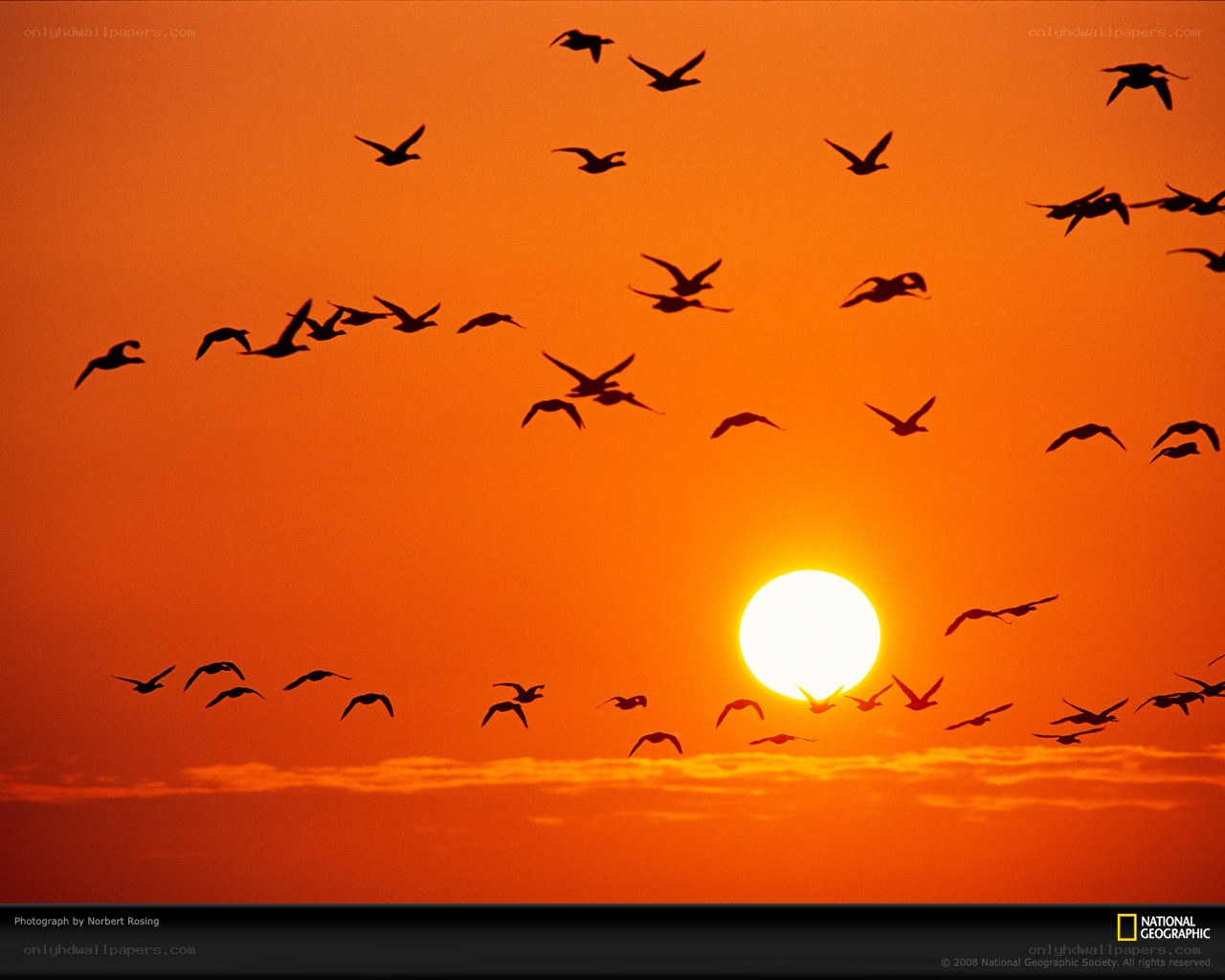 Birds flying at sunset