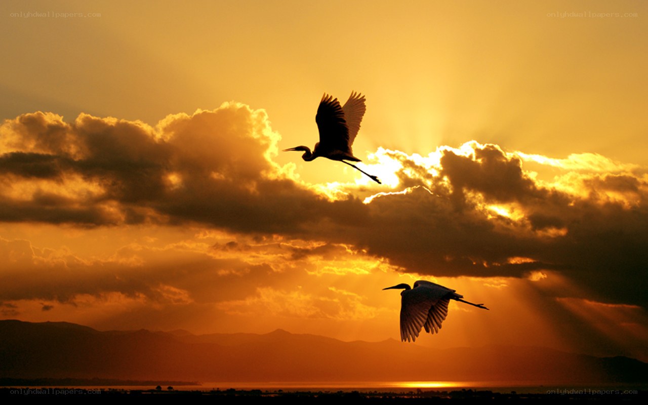 Birds flying at sunset