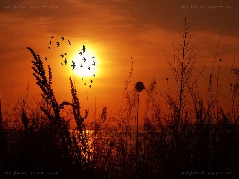 Birds flying at sunset