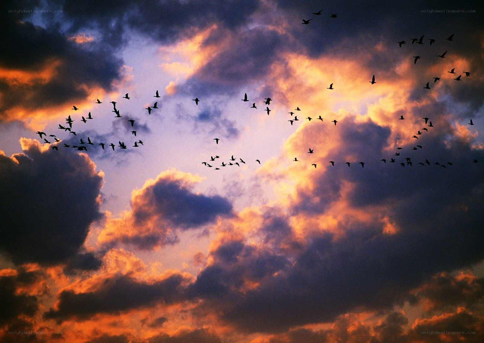Birds flying at sunset
