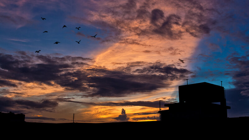 Birds flying at sunset