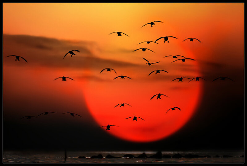 Birds flying at sunset