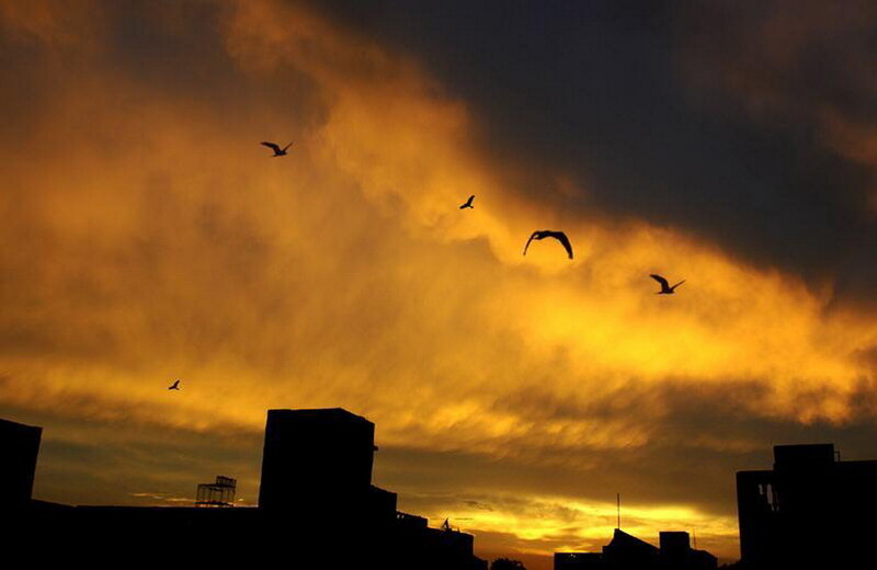 Birds flying at sunset