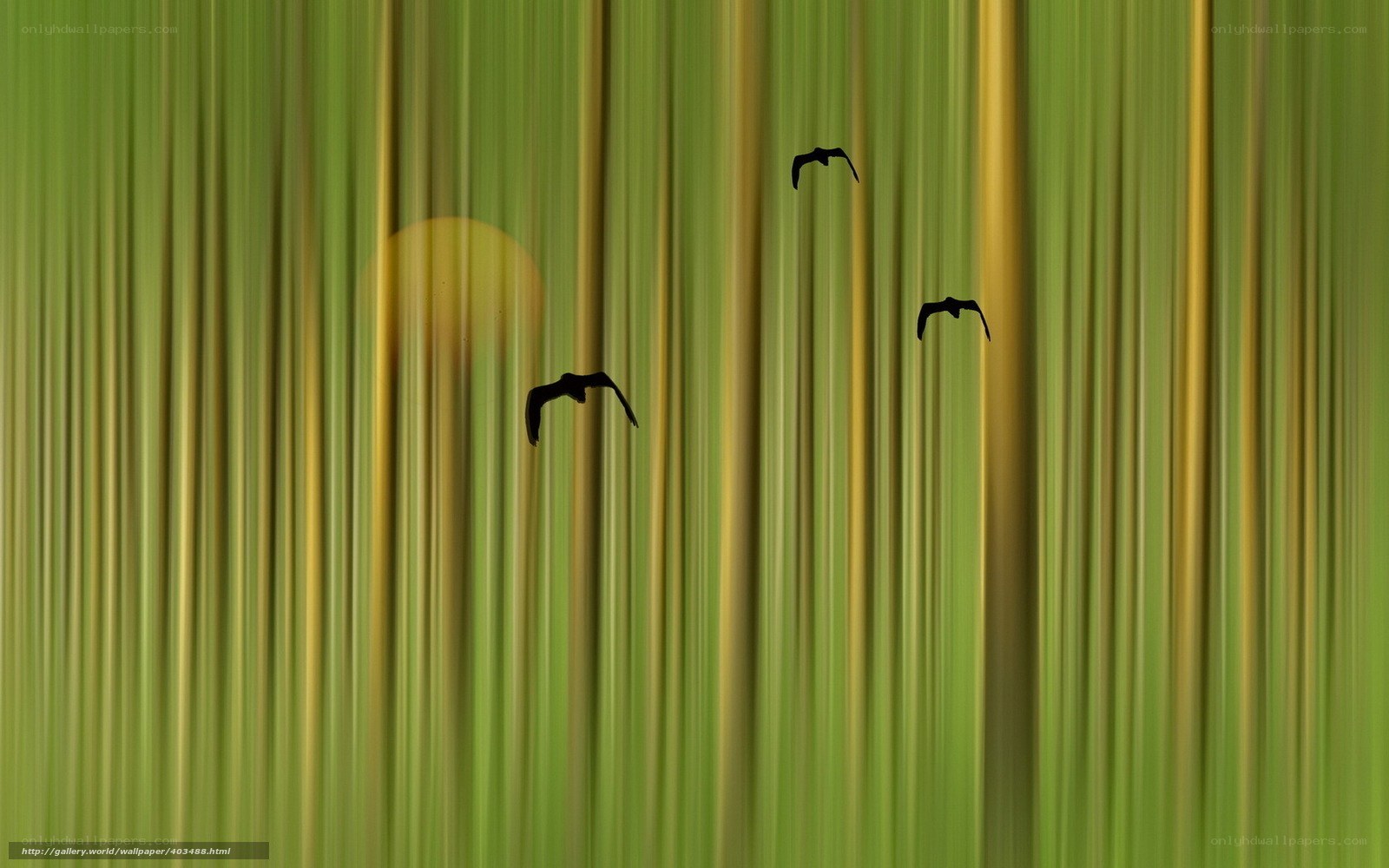 Birds flying at sunset
