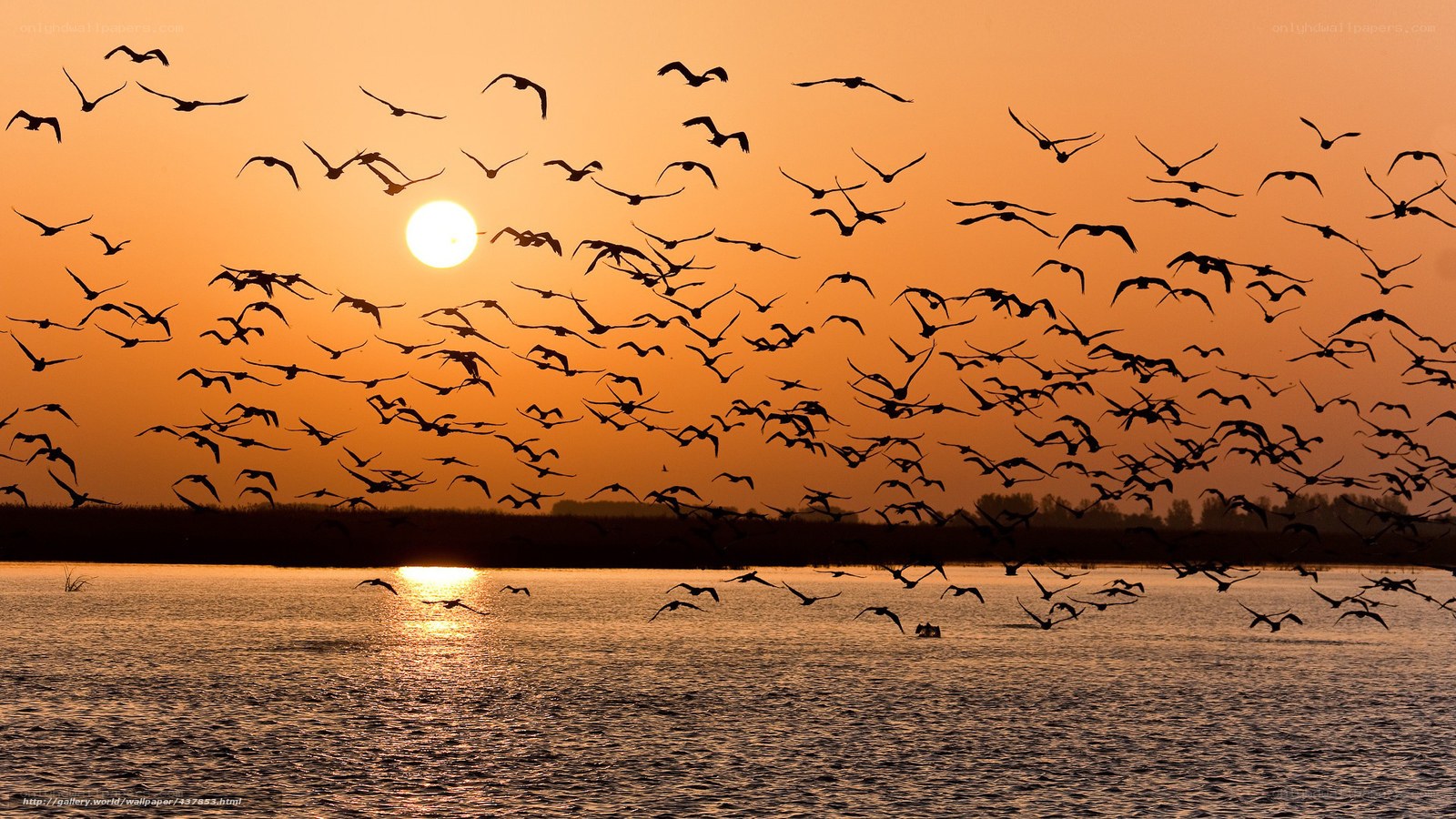 Birds flying at sunset