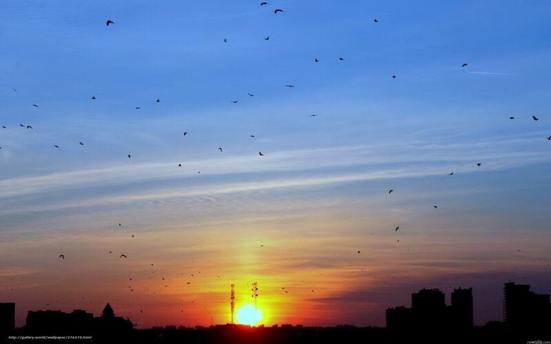 Birds Flying at Sunset — Blue