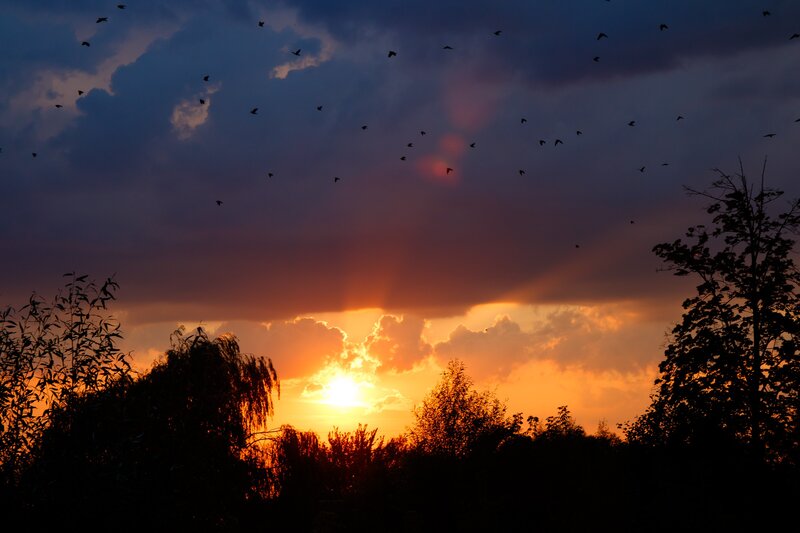 Birds Flying at Sunset — Orange, Dramatic, Photograph, Sun