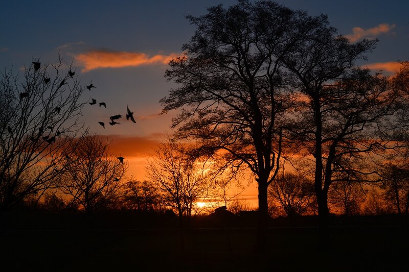 Birds Flying at Sunset — Orange, Dramatic, Photograph, Trees