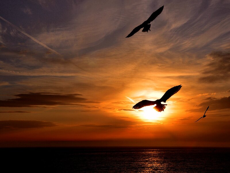 Birds Flying at Sunset — Orange, Serene, Photograph