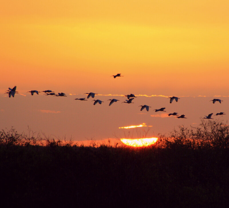 Birds Flying at Sunset — Orange, Serene