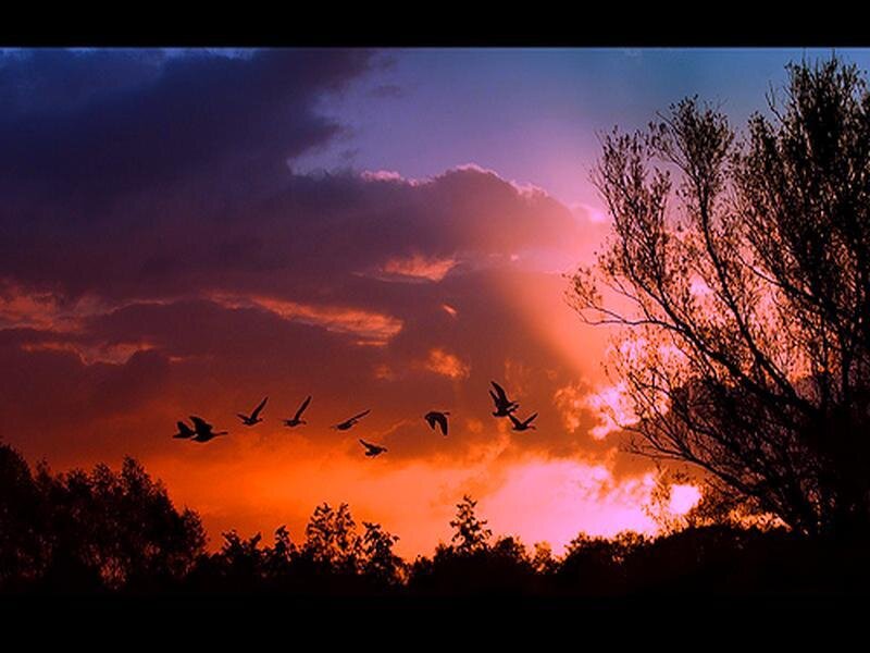 Birds Flying at Sunset — Orange