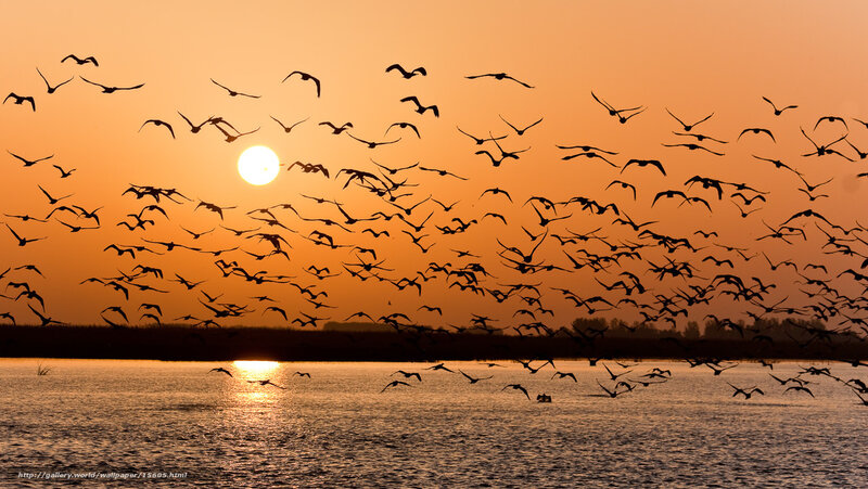 Birds flying at sunset over water