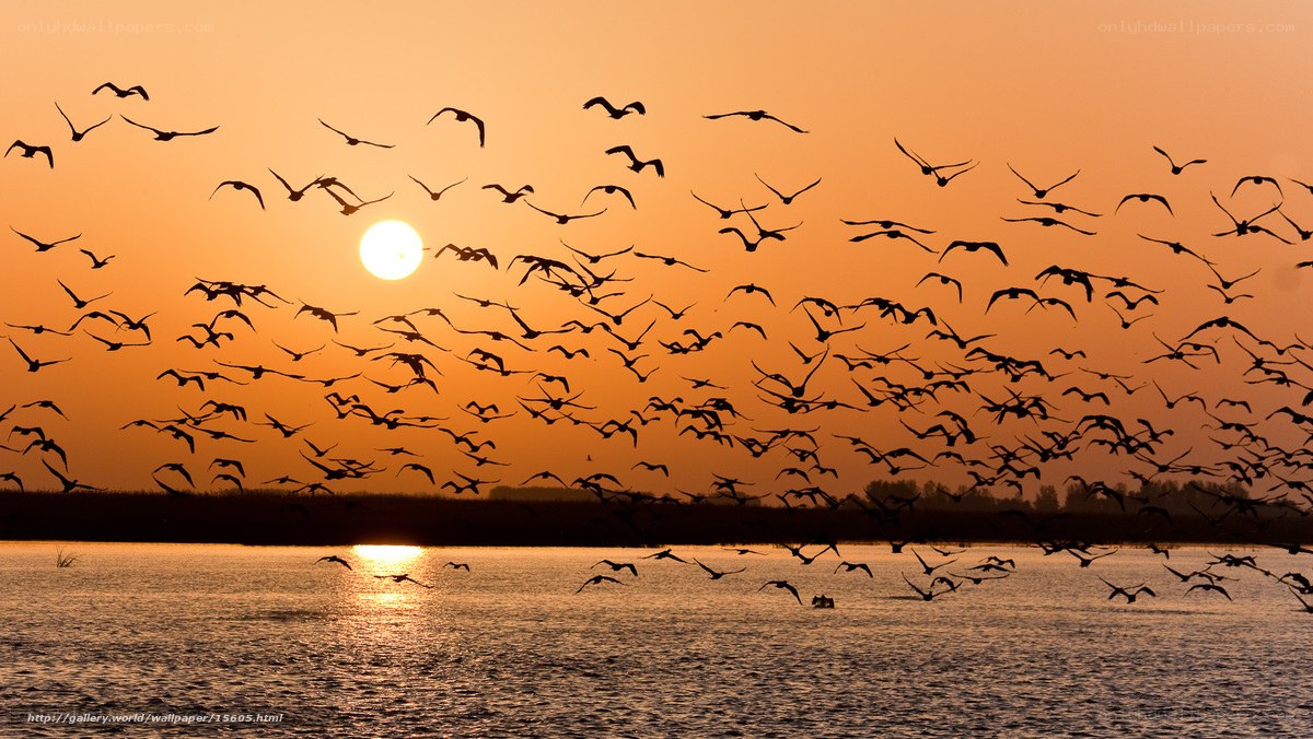 Birds flying at sunset over water