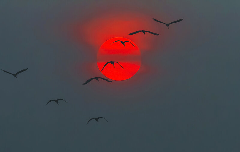 Birds Flying at Sunset — Red, Dramatic, Photograph
